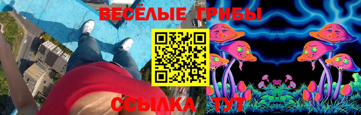 Галлюциногенные грибы Psilocybe Дзержинский